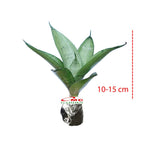 Lidah Mertua Mini Sansevieria Sansivera Sensivera Pagoda Golden Hahnii Bird Nest Yellow Green Silver Night Owl 10-15
