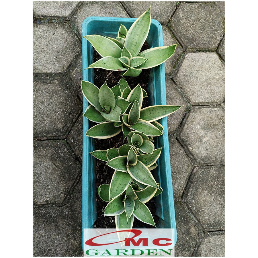 Lidah Mertua Mini Sansevieria Sansivera Sensivera Pagoda Golden Hahnii Bird Nest Yellow Green Silver Night Owl 10-15