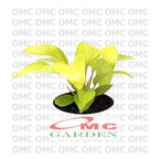 Srigading Sri Gading Sirih Gading Hijau Kuning Varigata Golden Silver Ungu Centong Philodendron Philo Brazil Marble Queen Bibit Tanaman Hias Air 1020