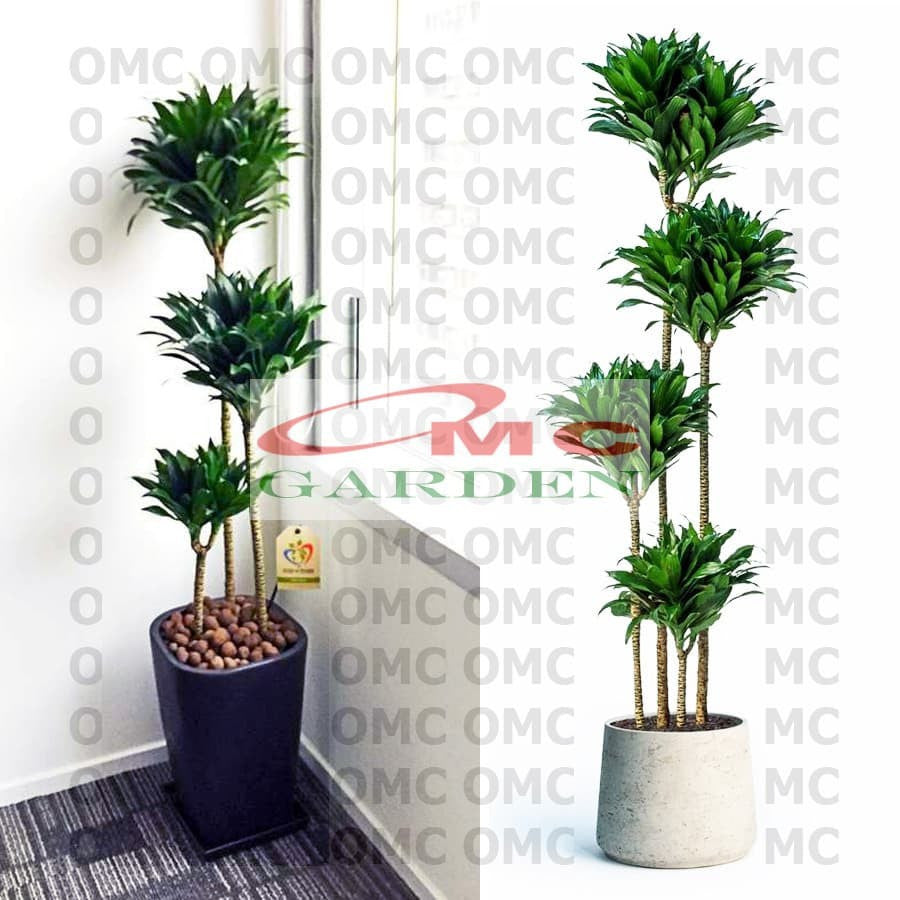 Tanaman Hias Dracaena Compacta Green Jewel Hanjuang Andong Kemoceng 1 Pot