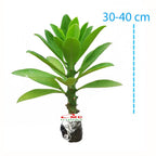 Bibit Pohon Euphorbia Neriifolia Nivulia Katus Kaktus Sukulen Tanaman Hias Sudu Sudu Cristata 3040
