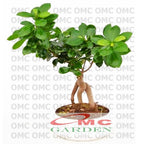 Tanaman Hias Pohon Bonsai Mame Beringin Korea Mini Dolar B-BK-024