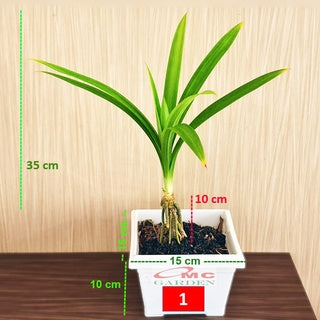 Bonsai Bonsae Pandan Wangi Pandanus Amaryllifolius Tanaman Hias 001-P