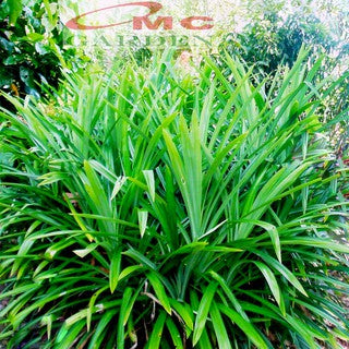 Bonsai Bonsae Pandan Wangi Pandanus Amaryllifolius Tanaman Hias 001-P