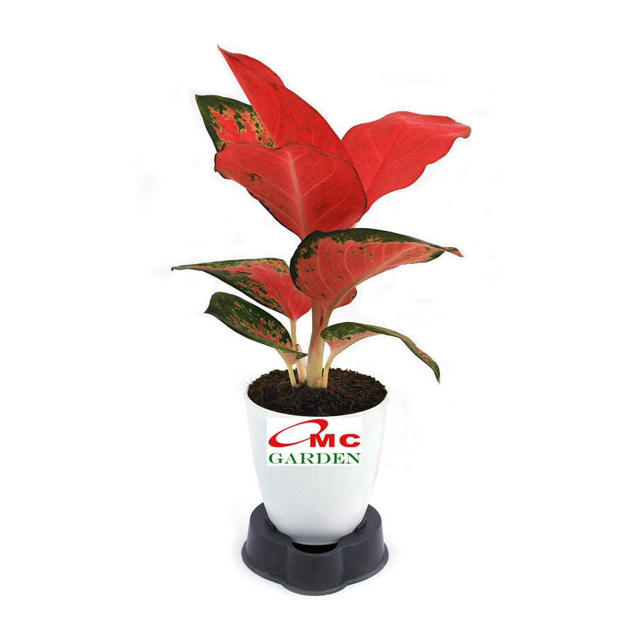 Aglonema Kochin Pink Rainbow Super Red Cochin Tembaga Sri Rejeki Bibit Bunga Tanaman Hias 1520