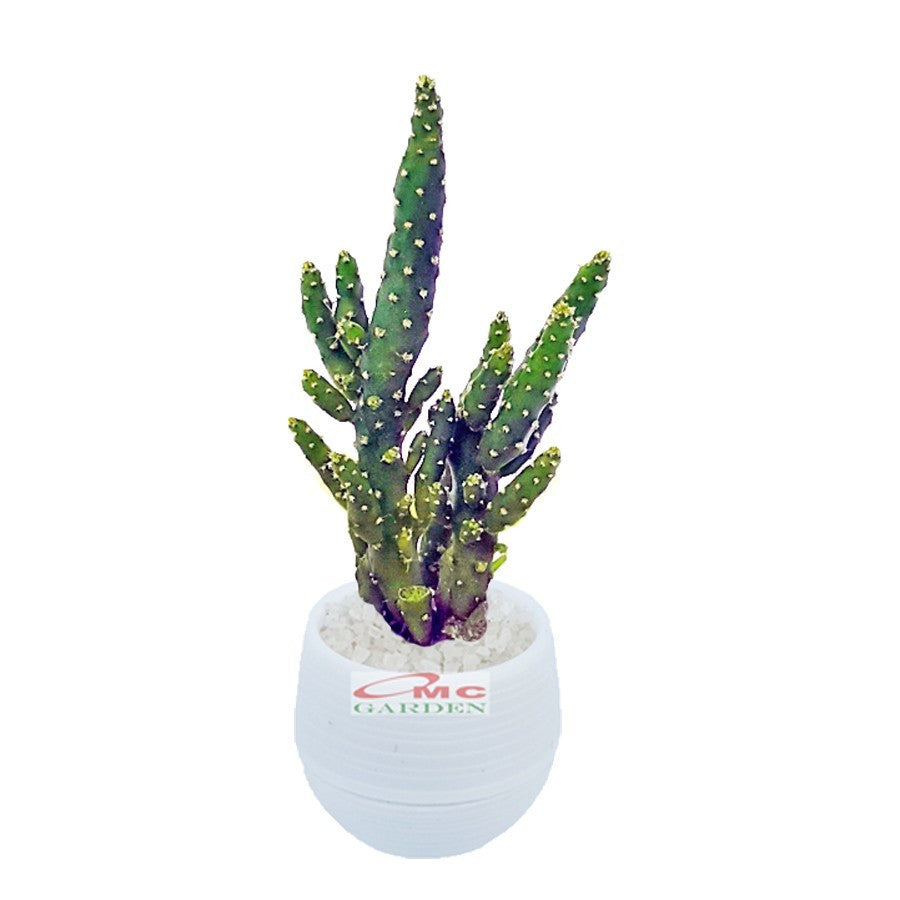 Sukulen Sekulen Pohon Kaktus Mini Succulent Bibit Tanaman Hias 1020