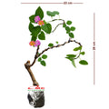 Bonsai Bonsae Lantana Camara Tembelekan Orange Pink Tanaman Hias 004