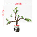 Bonsai Bonsae Boksus Boxus Bokus Buksus Buxus Boxwood Buxaceae 001