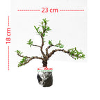 Bonsai Bonsae Boksus Boxus Bokus Buksus Buxus Boxwood Buxaceae 001