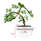 Bonsai Bonsae Sancang Premna Microphylla 001
