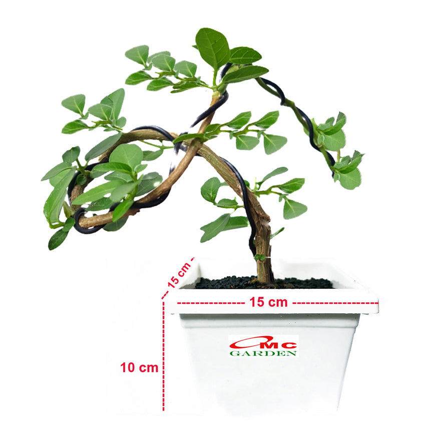 Bonsai Bonsae Sancang Premna Microphylla 001