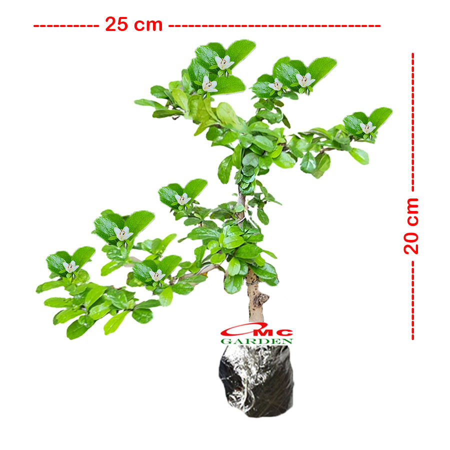 Bonsai Bonsae Hokianti Mikro Micro Hokiantea Erethia Eretia 001