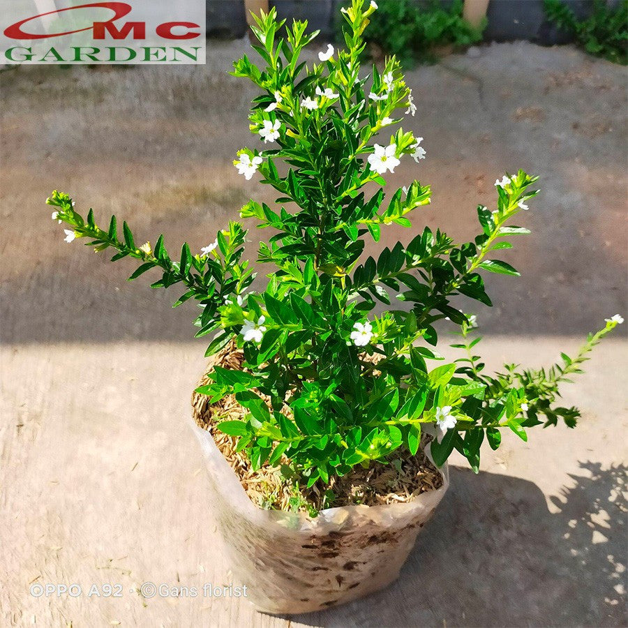 Bibit Tanaman Hias Taiwan Beauty Bunga Putih Daun Hijau 1020 cm
