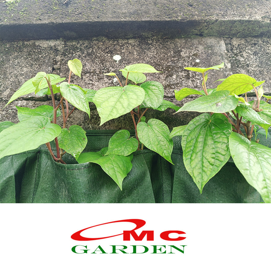 Bibit Pohon Daun Sirih Hijau Tanaman Hias Minuman Obat Herbal DS-1020