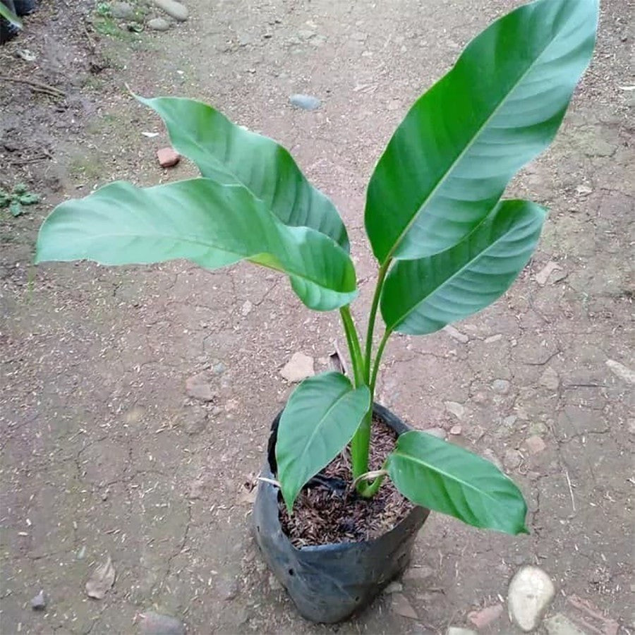 Tanaman Hias Pisang Bali Atau Pisang Betet Calathea Heliconia Pisang Pisangan P-BALI-4050