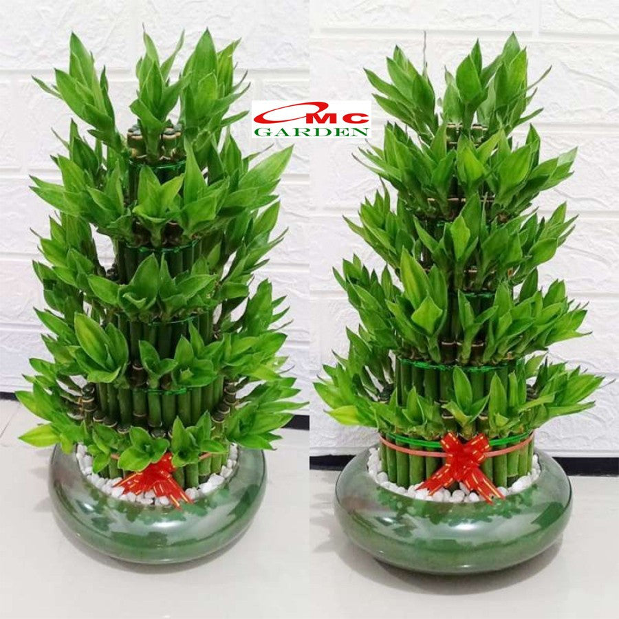Pohon Bambu Hoki Hockey Sri Rejeki Lucky Bamboo Bambu Air Bambu Cina Pembawa Keberuntungan Bibit Tanaman Hias Stek Batang - 20-30 cm