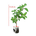 Bibit Mirten Daun Salju Varigata Pohon Serissa Foetida Bahan Bonsai Bonsae Mame Tanaman Hias Melati Jepang Bunga 1520