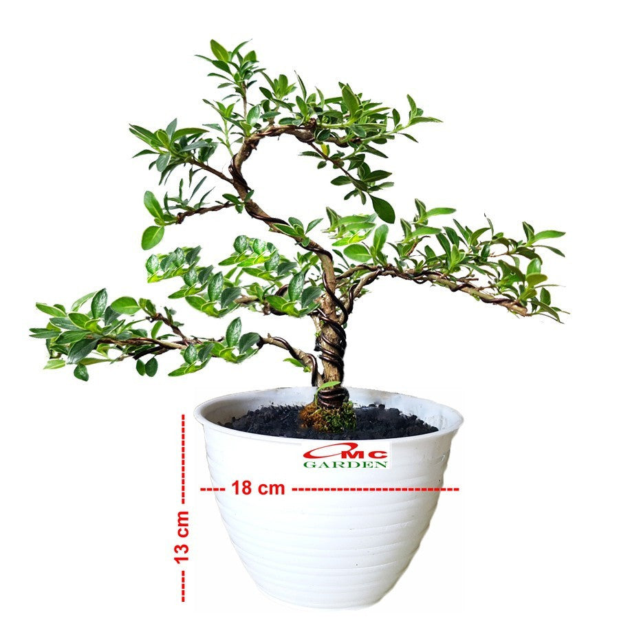 Bibit Mirten Daun Salju Varigata Pohon Serissa Foetida Bahan Bonsai Bonsae Mame Tanaman Hias Melati Jepang Bunga 1520