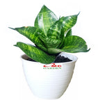 Lidah Mertua Mini Sansevieria Sansivera Sensivera Pagoda Golden Hahnii Bird Nest Yellow Green Silver Night Owl 1217