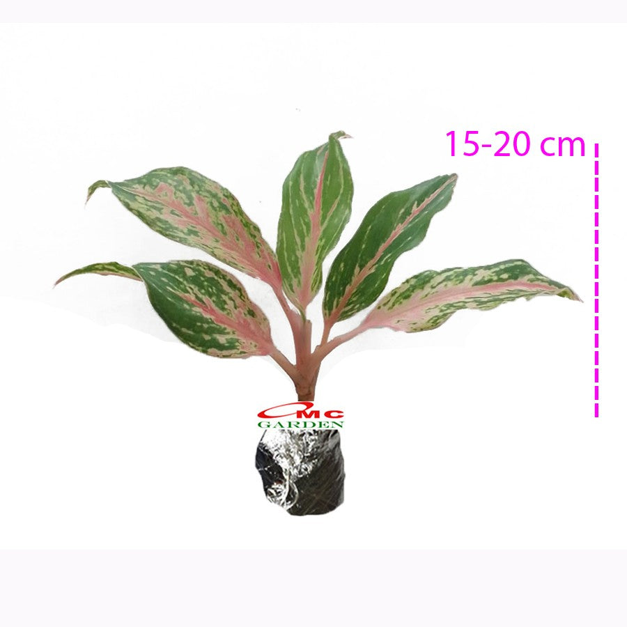 Aglonema Butterfly Bibit Bunga Tanaman Hias Anakan Sri Rejeki Daun Green Red Pink 1520