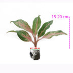 Aglonema Butterfly Bibit Bunga Tanaman Hias Anakan Sri Rejeki Daun Green Red Pink 1520