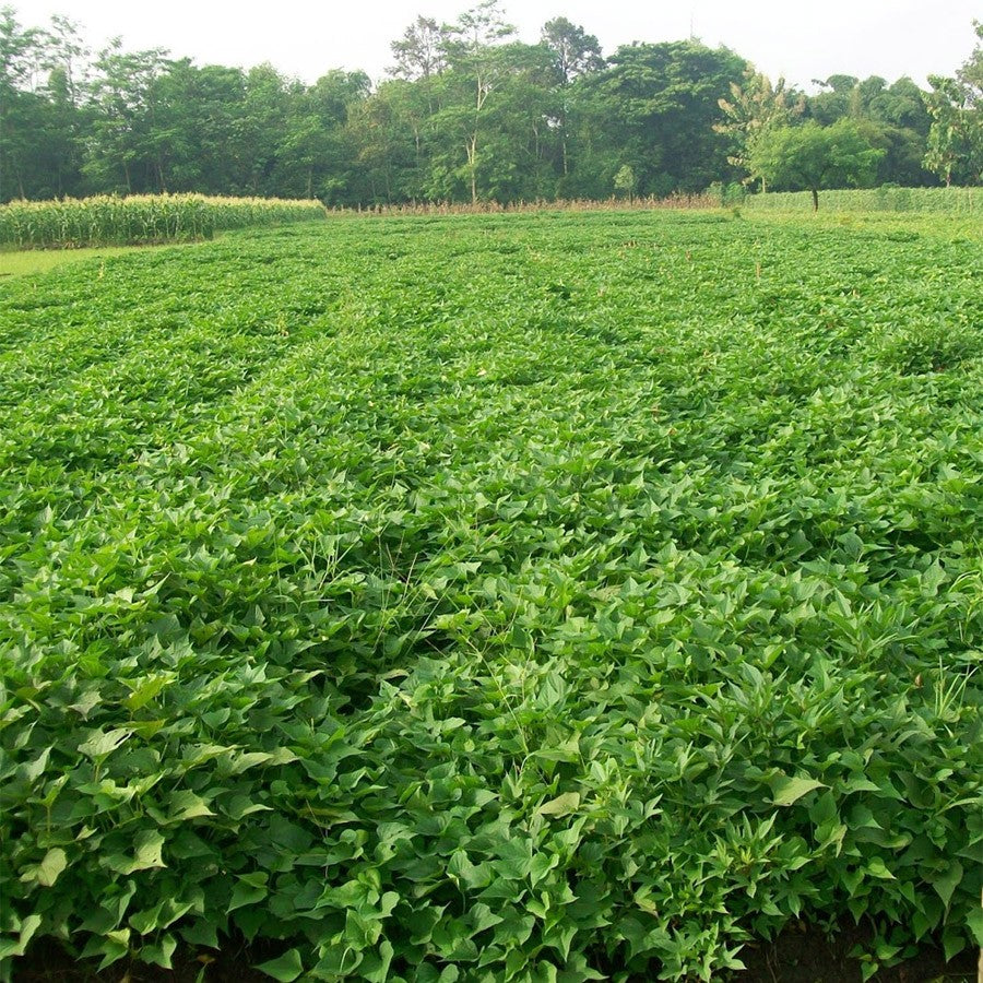 Ubi Jalar Ketela Rambat Daun Kuning Buah Ungu Bibit Huwi Potato Tanaman Hias Petatas Penutup Tanah 1020