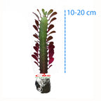 Euphorbia Trigona Bibit Tanaman Hias Kaktus Katedral Sukulen Hijau Merah 1020