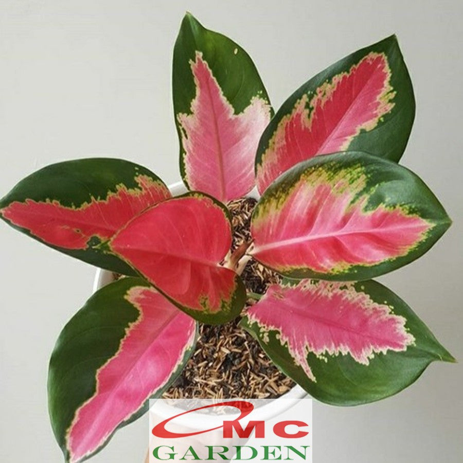 Aglonema Kochin Pink Rainbow Super Red Cochin Tembaga Sri Rejeki Bibit Bunga Tanaman Hias 1520