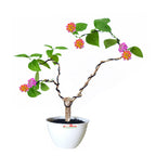 Bonsai Bonsae Lantana Camara Tembelekan Orange Pink Tanaman Hias 002