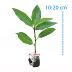 Bibit Pohon Loa Bahan Bonsai Mame Ficus Racemosa Tanaman Peneduh 1020