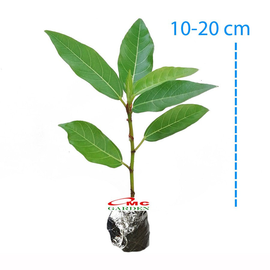 Bibit Pohon Loa Bahan Bonsai Mame Ficus Racemosa Tanaman Peneduh 1020
