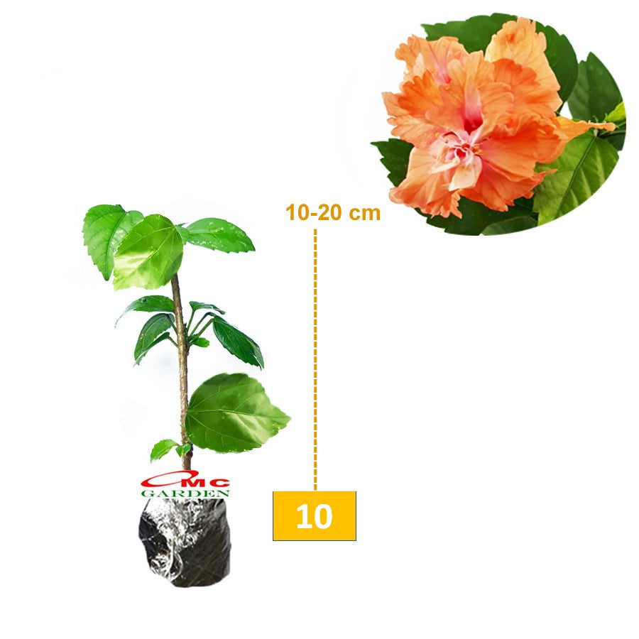 Kembang Sepatu Bunga Raya Hibiscus Worawari Rosa Dinensis Merah Bibit Tanaman Hias 1020