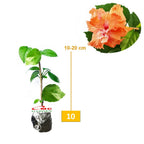 Kembang Sepatu Bunga Raya Hibiscus Worawari Rosa Dinensis Merah Bibit Tanaman Hias 1020