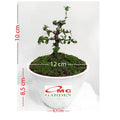 Bonsai Bonsae Sancang Premna Microphylla 002