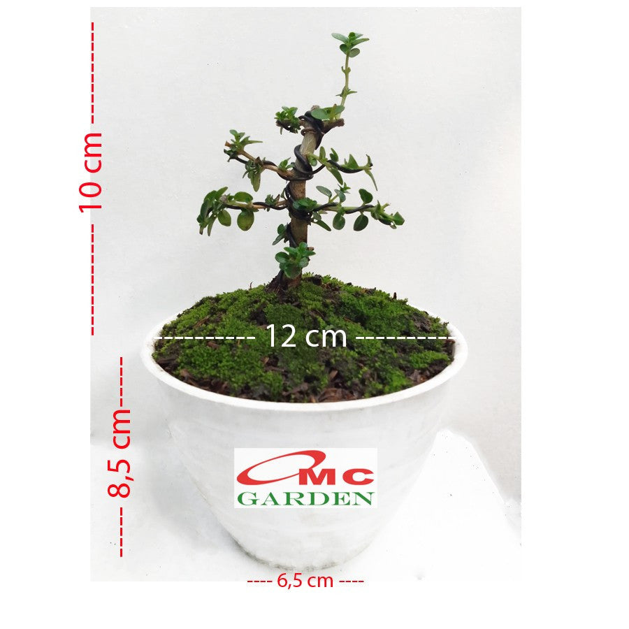 Bonsai Bonsae Sancang Premna Microphylla 002