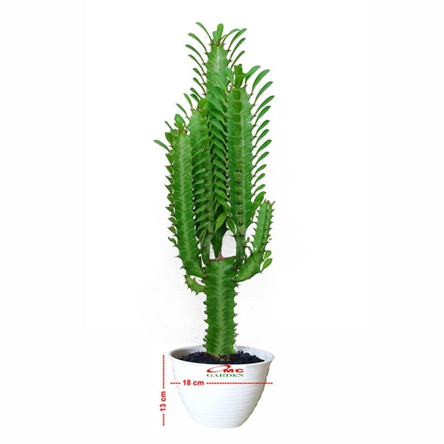 Euphorbia Trigona Bibit Tanaman Hias Kaktus Sukulen Hijau Merah 1 Pot
