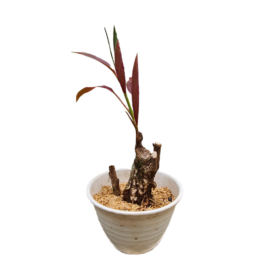 Bonsai Hanjuang Andong Sawang Daun Merah Tanaman Hias B-HANJUANG-M-001A