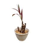 Bonsai Hanjuang Andong Sawang Daun Merah Tanaman Hias B-HANJUANG-M-001A
