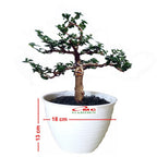 Bonsai Bonsae Sancang Premna Microphylla 003