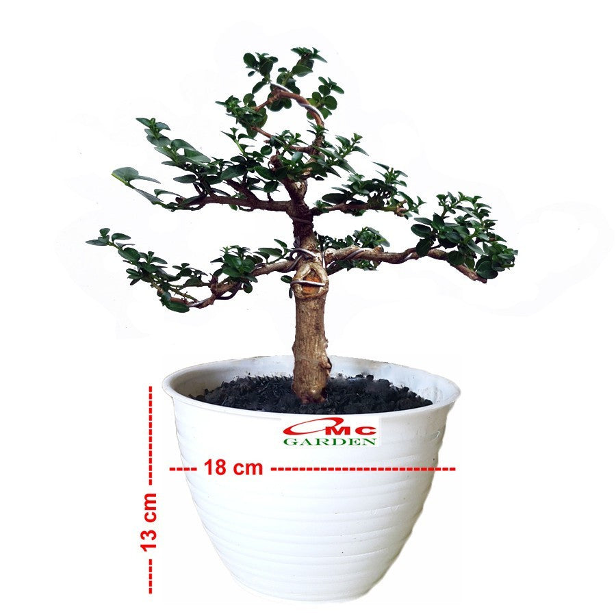 Bonsai Bonsae Sancang Premna Microphylla 003