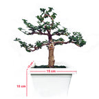 Bonsai Bonsae Sancang Premna Microphylla 005