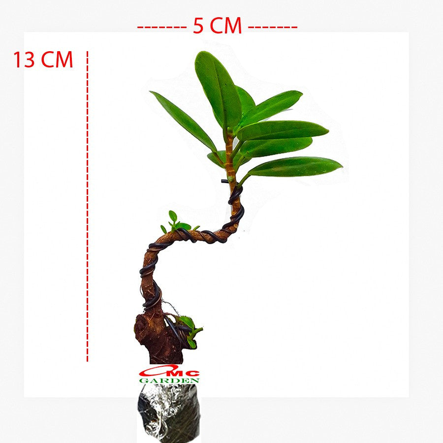 Tanaman Hias Pohon Bonsai Mame Beringin Korea Mini Dolar B-BK-023