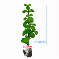 Sukulen Portulacaria Afra Bibit Tanaman Hias Sekulen Kaktus Mini 1520