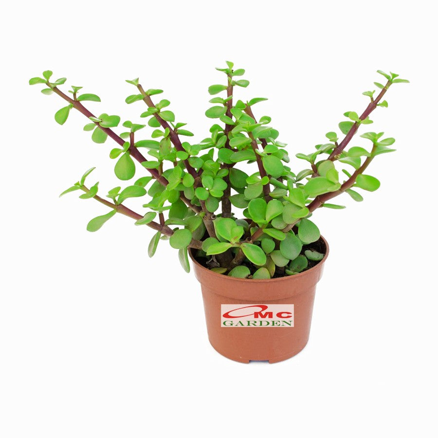 Sukulen Portulacaria Afra Bibit Tanaman Hias Sekulen Kaktus Mini 1520