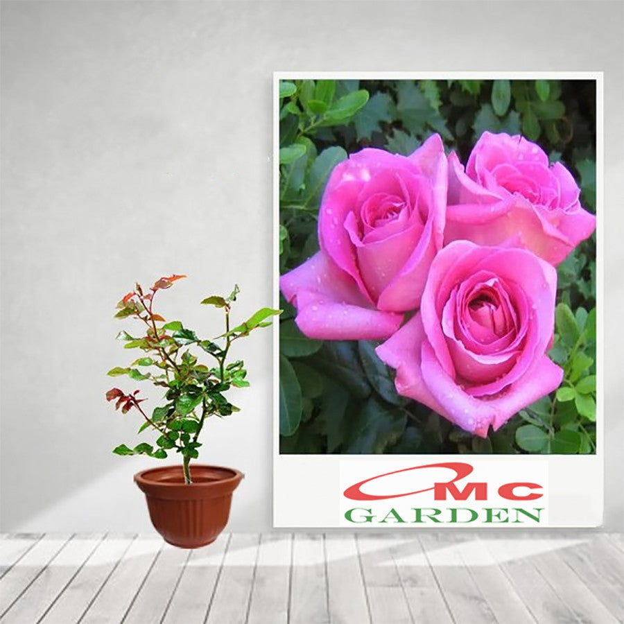 Bibit Bunga Mawar Holland Holand Tanaman Hias Laperan Rosa Rose 2030
