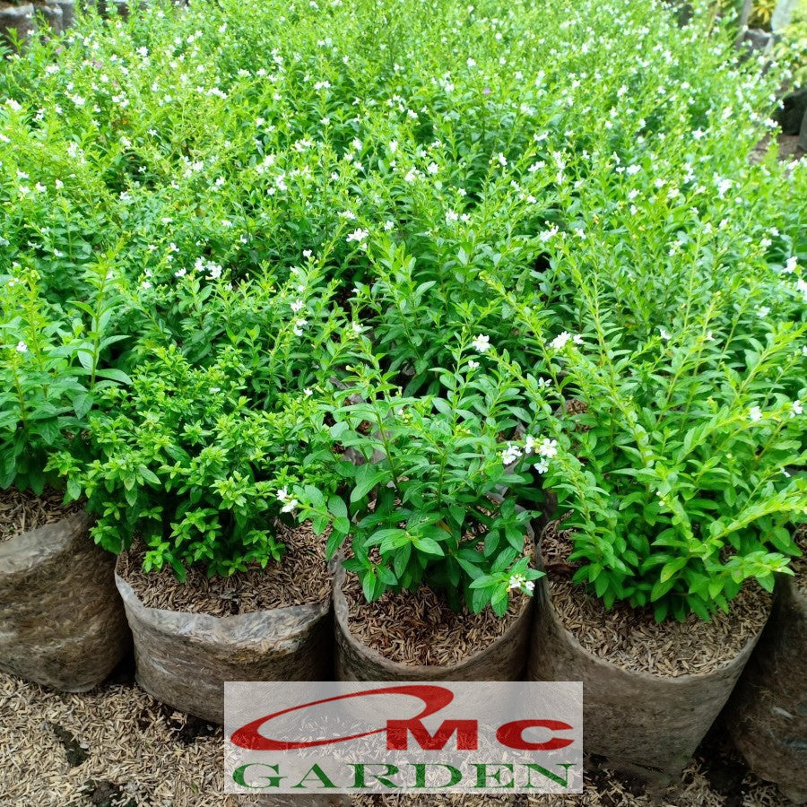 Bibit Tanaman Hias Taiwan Beauty Bunga Putih Daun Hijau 1020 cm