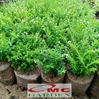 Bibit Tanaman Hias Taiwan Beauty Bunga Putih Daun Hijau 1020 cm