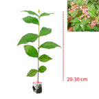 Bibit Pohon Sakura Mikro Jepang Bahan Bonsai Tanaman Hias Berbunga 2030