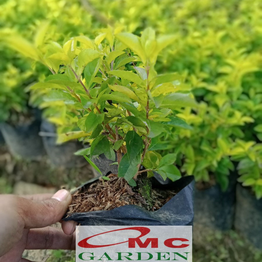 Bibit Bunga Penitian Kuning Tanaman Pagar Hidup Pangkas Sinyo Nakal 15
