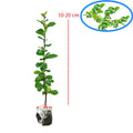 Bibit Tanaman Hokianti Mikro Micro Hokiantea Eretia Bahan Bonsai 1020